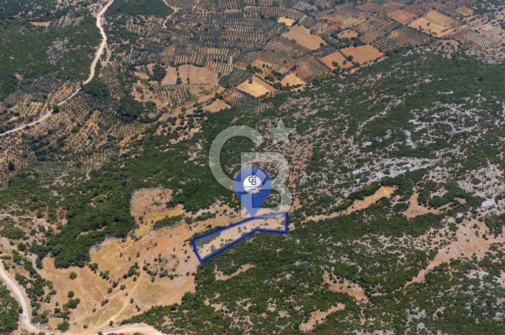 AKKAYA'DA GELİŞEN BÖLGEDE, YATIRIMLIK ORMAN İÇİNDE UYGUN "TARLA"