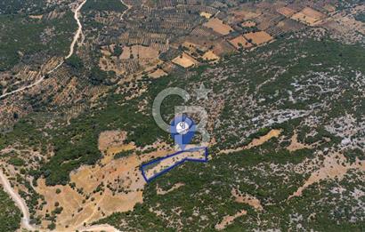 AKKAYA'DA GELİŞEN BÖLGEDE, YATIRIMLIK ORMAN İÇİNDE UYGUN "TARLA"