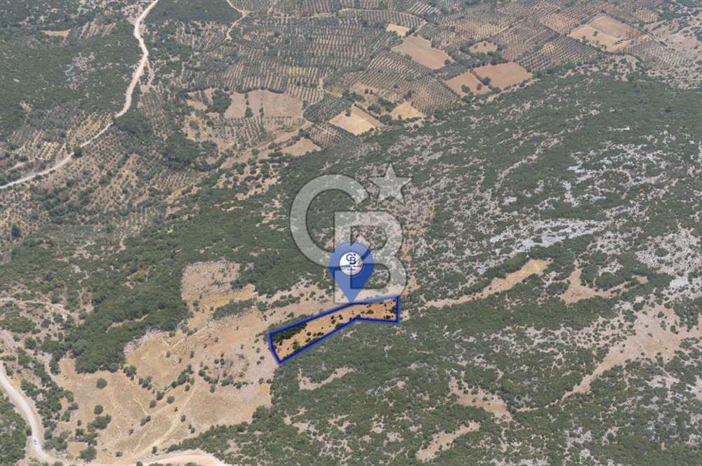 AKKAYA'DA GELİŞEN BÖLGEDE, YATIRIMLIK ORMAN İÇİNDE UYGUN "TARLA"