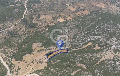 AKKAYA'DA GELİŞEN BÖLGEDE, YATIRIMLIK ORMAN İÇİNDE UYGUN "TARLA"