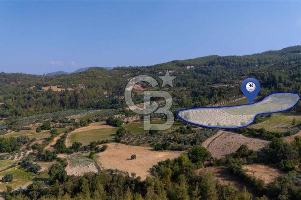 ESENÇAY'DA İÇİNDE 337 ZEYTİN AĞACI OLAN 16 DÖNÜM TARIMA HAZIR