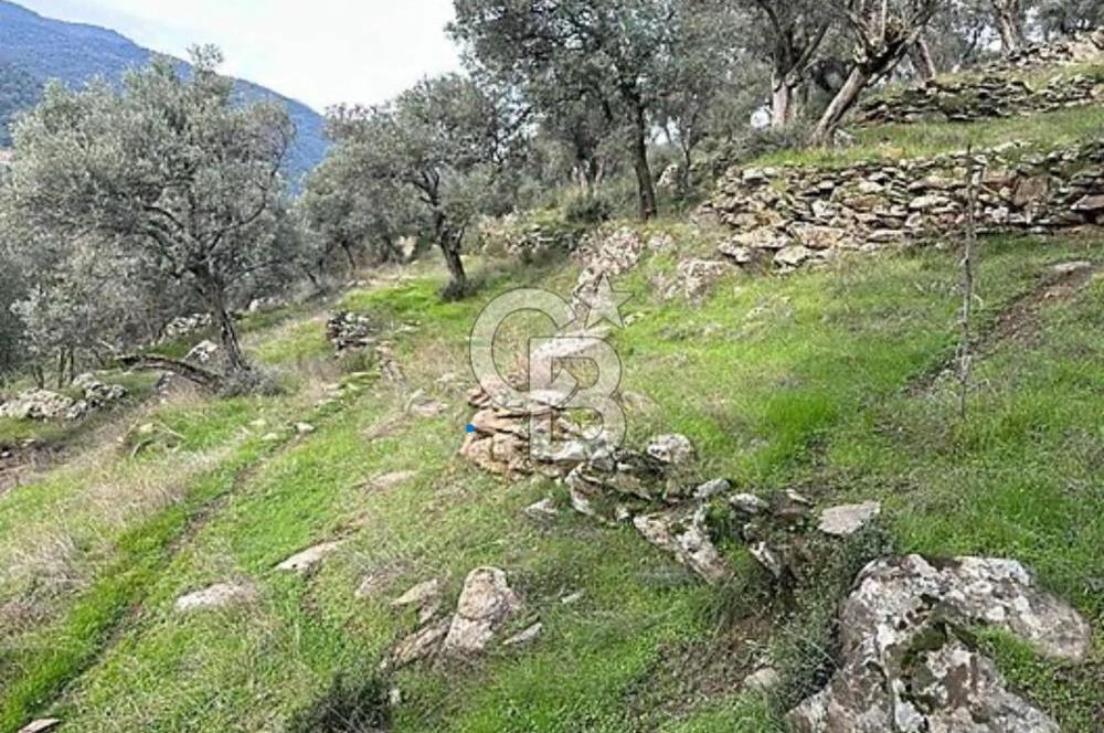 Bayındır'da Çift Yola Cepheli SatılıK 2263 M2 Zeytinlik
