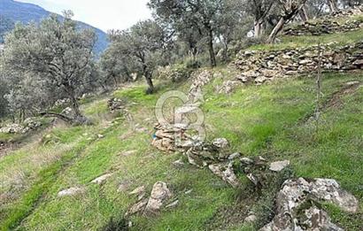 Bayındır'da Çift Yola Cepheli SatılıK 2263 M2 Zeytinlik