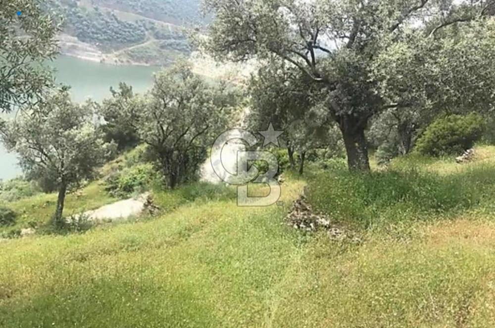 Bayındır'da Çift Yola Cepheli SatılıK 2263 M2 Zeytinlik