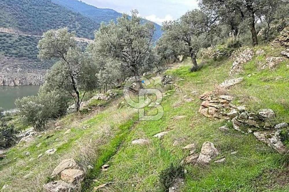 Bayındır'da Çift Yola Cepheli SatılıK 2263 M2 Zeytinlik