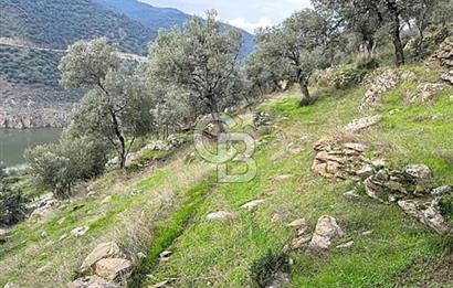 Bayındır'da Çift Yola Cepheli SatılıK 2263 M2 Zeytinlik