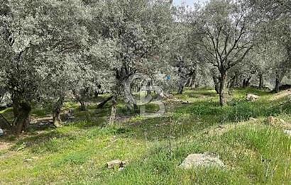 Bayındır'da Çift Yola Cepheli SatılıK 2263 M2 Zeytinlik
