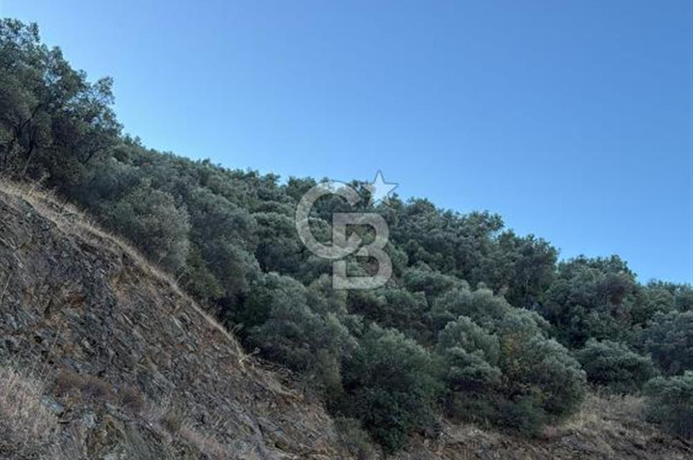Bayındır'da Çift Yola Cepheli SatılıK 2263 M2 Zeytinlik