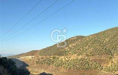Bayındır'da Çift Yola Cepheli SatılıK 2263 M2 Zeytinlik
