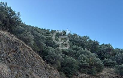 Bayındır'da Çift Yola Cepheli SatılıK 2263 M2 Zeytinlik