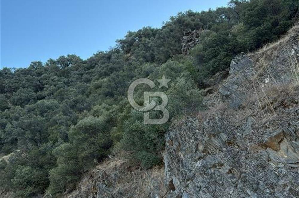 Bayındır'da Çift Yola Cepheli SatılıK 2263 M2 Zeytinlik
