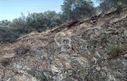 Bayındır'da Çift Yola Cepheli SatılıK 2263 M2 Zeytinlik