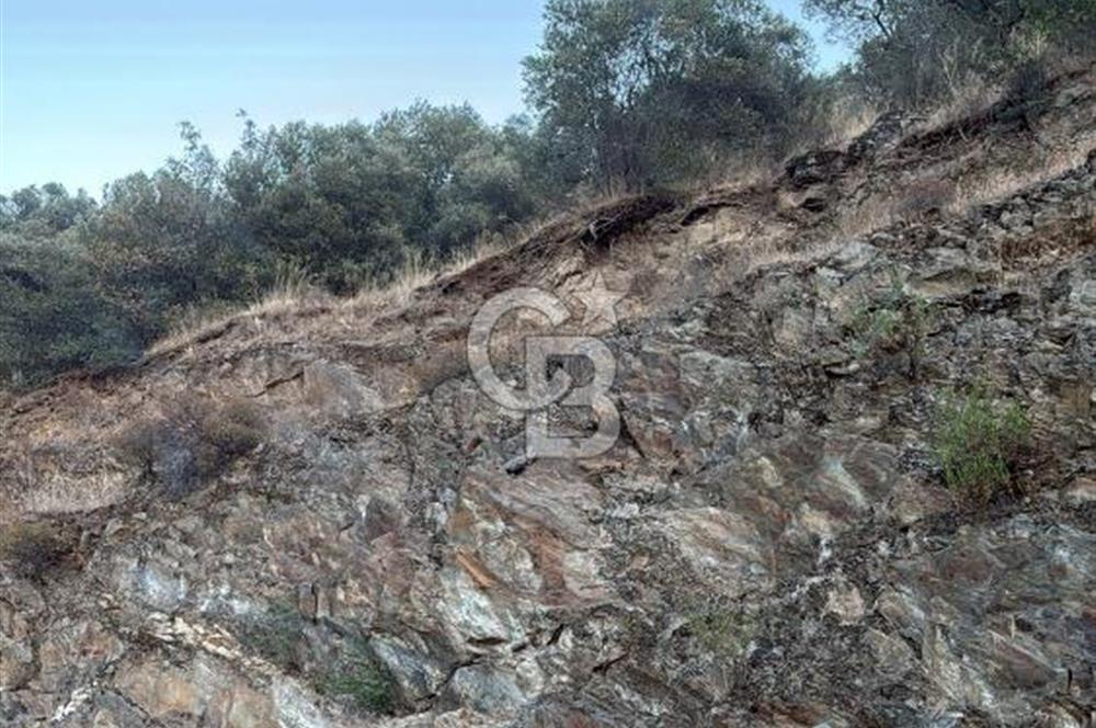 Bayındır'da Çift Yola Cepheli SatılıK 2263 M2 Zeytinlik