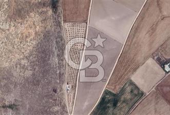 Konya Ilgın Büyükoba'da 300 Adet Badem Ağaçlı 10 Dönüm Bahçe