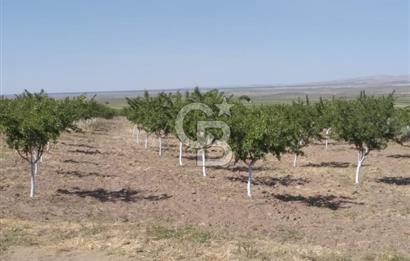 Konya Ilgın Büyükoba'da 300 Adet Badem Ağaçlı 10 Dönüm Bahçe