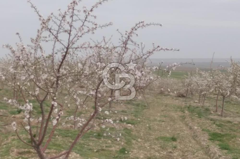 Konya Ilgın Büyükoba'da 300 Adet Badem Ağaçlı 10 Dönüm Bahçe