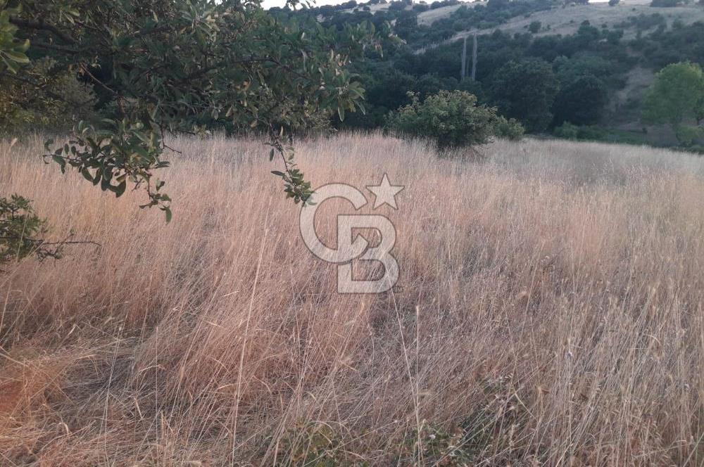ÇANAKKALE LAPSEKİ ŞEVKETİYEDE SATILIK ARAZİ 