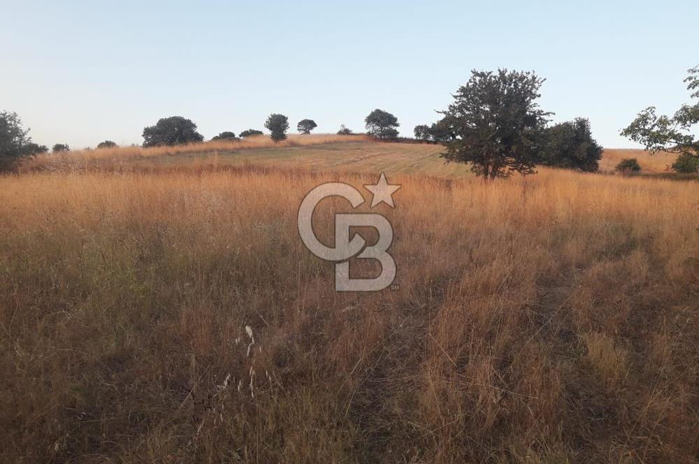 ÇANAKKALE LAPSEKİ ŞEVKETİYEDE SATILIK ARAZİ 