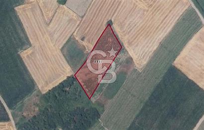 CB BLACK'TAN KARACABEY HARMANLI'DA 3800 M2 SATILIK TARLA