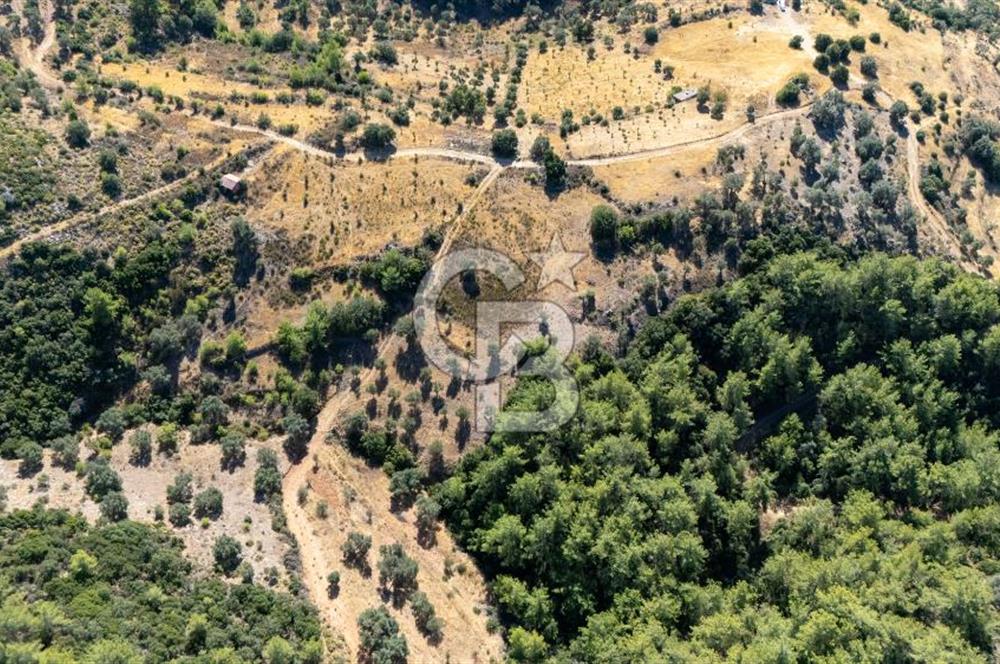 CB MARİNA'DAN ZEYTİNKÖY'DE 3843 M2 DENİZ M. SATILIK "ZEYTİNLİK"