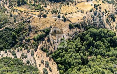 CB MARİNA'DAN ZEYTİNKÖY'DE 3843 M2 DENİZ M. SATILIK "ZEYTİNLİK"