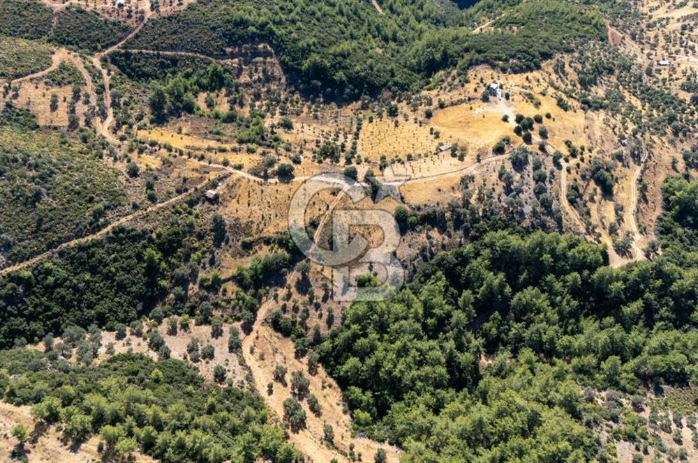 CB MARİNA'DAN ZEYTİNKÖY'DE 3843 M2 DENİZ M. SATILIK "ZEYTİNLİK"