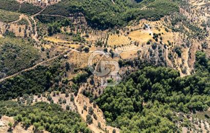 CB MARİNA'DAN ZEYTİNKÖY'DE 3843 M2 DENİZ M. SATILIK "ZEYTİNLİK"