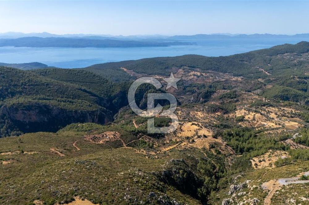 CB MARİNA'DAN ZEYTİNKÖY'DE 3843 M2 DENİZ M. SATILIK "ZEYTİNLİK"