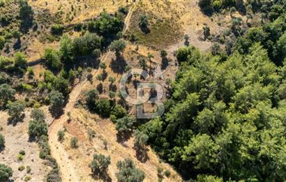 CB MARİNA'DAN ZEYTİNKÖY'DE 3843 M2 DENİZ M. SATILIK "ZEYTİNLİK"