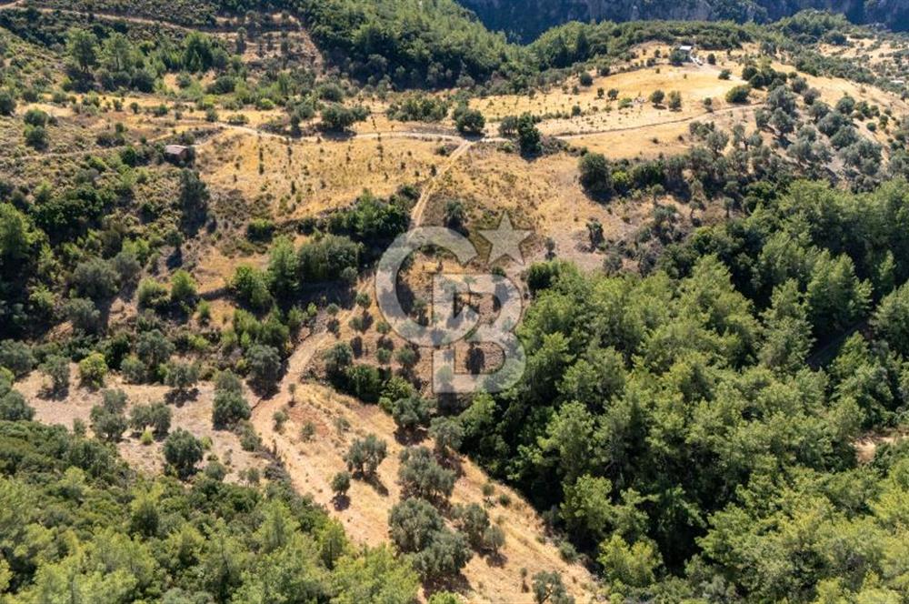 CB MARİNA'DAN ZEYTİNKÖY'DE 3843 M2 DENİZ M. SATILIK "ZEYTİNLİK"
