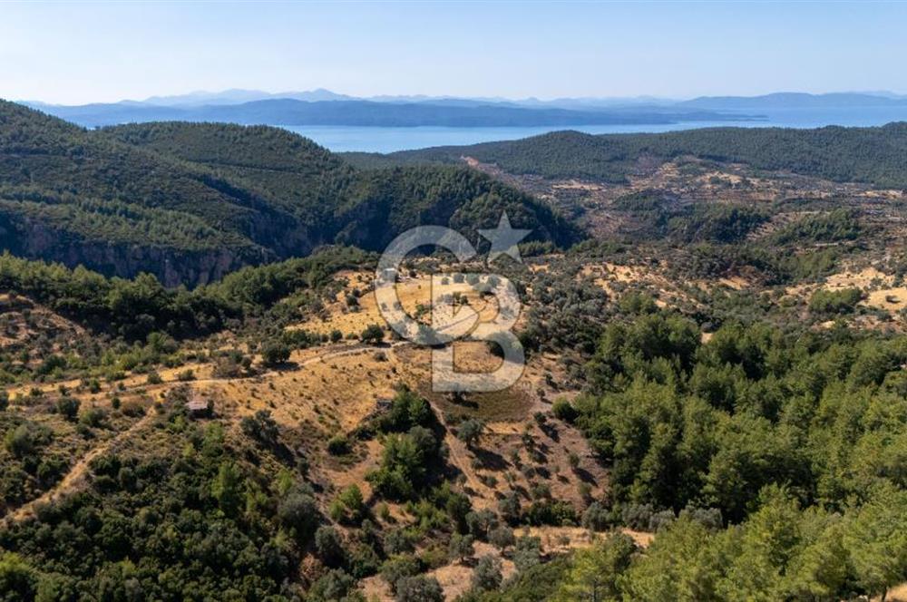 CB MARİNA'DAN ZEYTİNKÖY'DE 3843 M2 DENİZ M. SATILIK "ZEYTİNLİK"