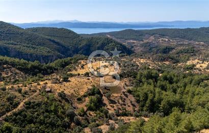 CB MARİNA'DAN ZEYTİNKÖY'DE 3843 M2 DENİZ M. SATILIK "ZEYTİNLİK"