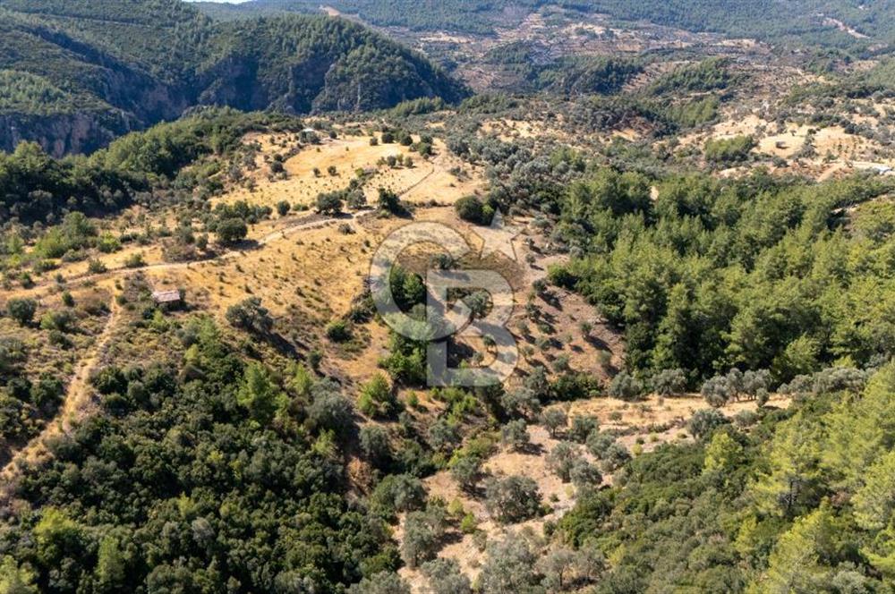 CB MARİNA'DAN ZEYTİNKÖY'DE 3843 M2 DENİZ M. SATILIK "ZEYTİNLİK"