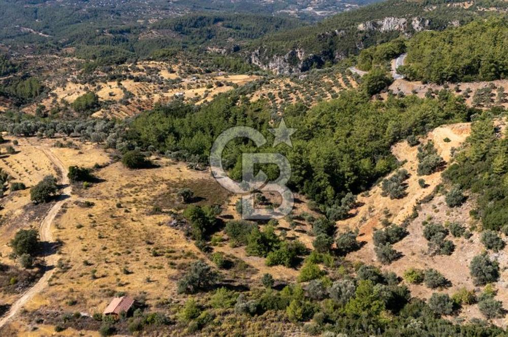 CB MARİNA'DAN ZEYTİNKÖY'DE 3843 M2 DENİZ M. SATILIK "ZEYTİNLİK"