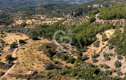 CB MARİNA'DAN ZEYTİNKÖY'DE 3843 M2 DENİZ M. SATILIK "ZEYTİNLİK"
