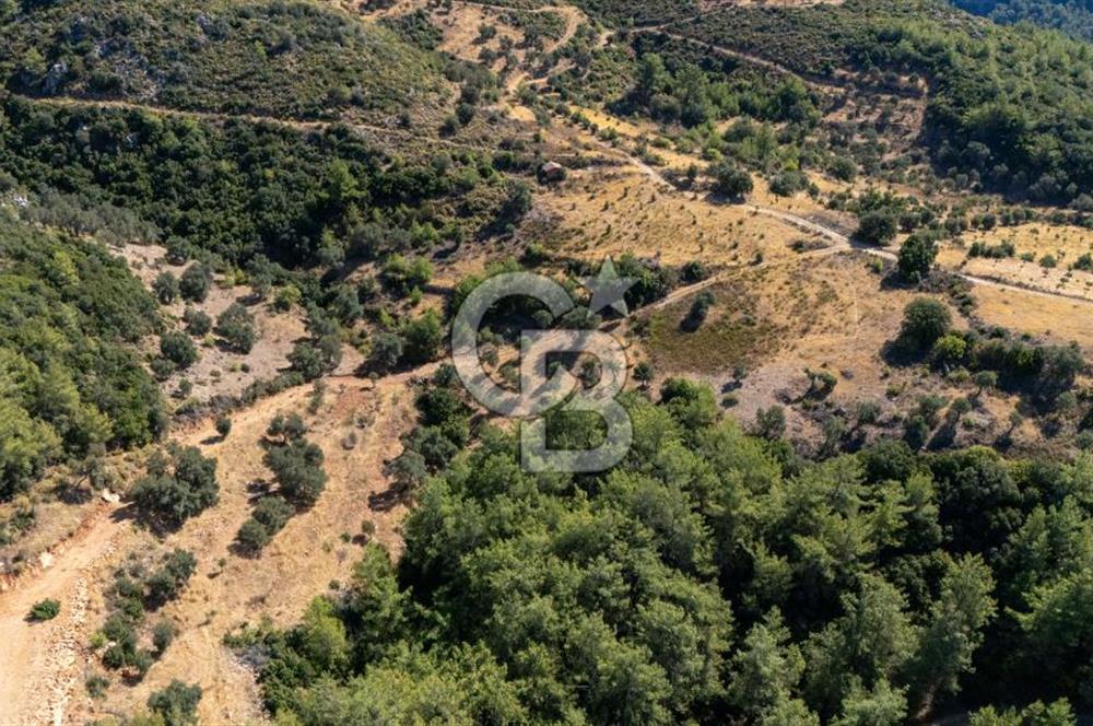 CB MARİNA'DAN ZEYTİNKÖY'DE 3843 M2 DENİZ M. SATILIK "ZEYTİNLİK"