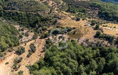 CB MARİNA'DAN ZEYTİNKÖY'DE 3843 M2 DENİZ M. SATILIK "ZEYTİNLİK"