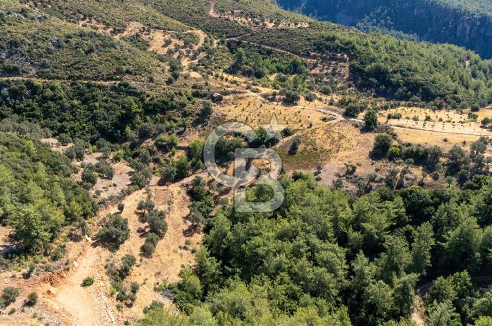 CB MARİNA'DAN ZEYTİNKÖY'DE 3843 M2 DENİZ M. SATILIK "ZEYTİNLİK"