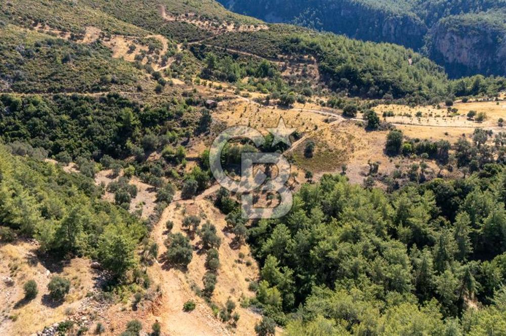 CB MARİNA'DAN ZEYTİNKÖY'DE 3843 M2 DENİZ M. SATILIK "ZEYTİNLİK"