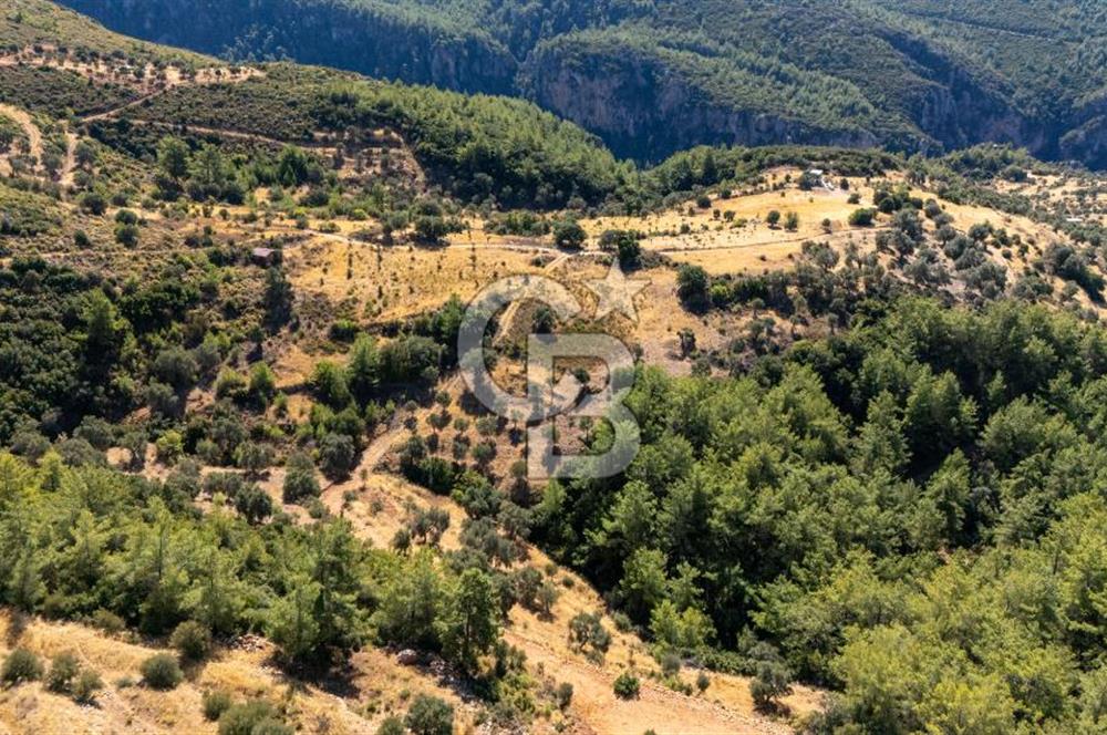 CB MARİNA'DAN ZEYTİNKÖY'DE 3843 M2 DENİZ M. SATILIK "ZEYTİNLİK"