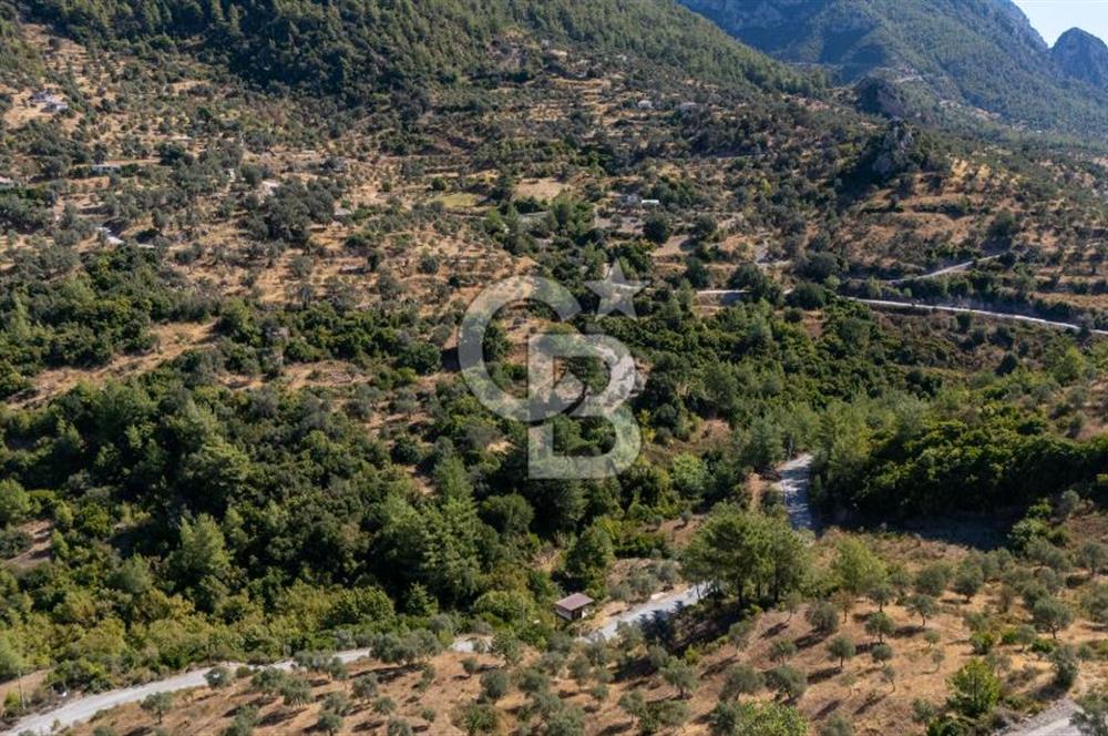 CB MARİNA'DAN ZEYTİNKÖY'DE HOBİ BAHÇESİ SATILIK "ZEYTİNLİK"