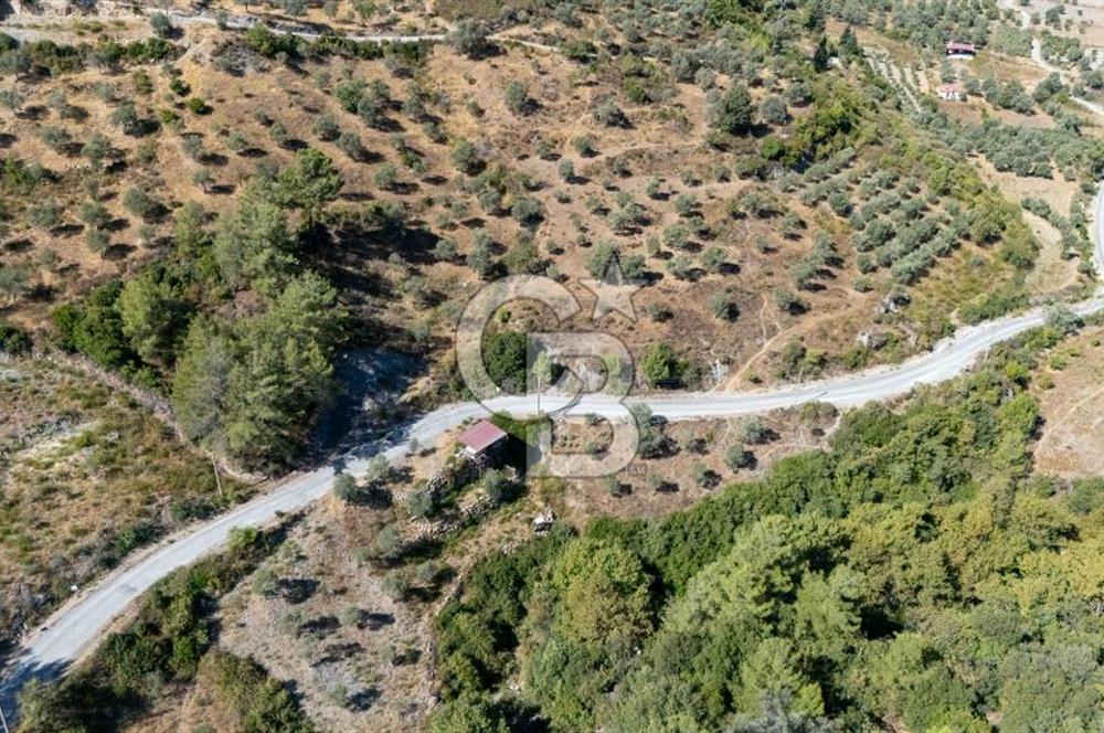 CB MARİNA'DAN ZEYTİNKÖY'DE HOBİ BAHÇESİ SATILIK "ZEYTİNLİK"