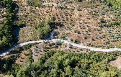 CB MARİNA'DAN ZEYTİNKÖY'DE HOBİ BAHÇESİ SATILIK "ZEYTİNLİK"