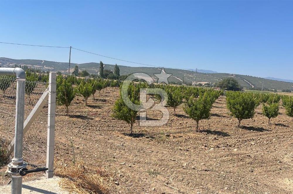 İzmir Kınık - Bergama Yolu Üzeri  Satılık 90.000m2 Kurulu Çiftlik(Meyva üretim)