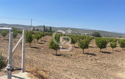 İzmir Kınık - Bergama Yolu Üzeri  Satılık 90.000m2 Kurulu Çiftlik(Meyva üretim)