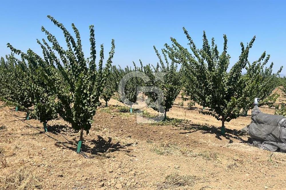 İzmir Kınık - Bergama Yolu Üzeri  Satılık 90.000m2 Kurulu Çiftlik(Meyva üretim)