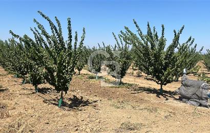İzmir Kınık - Bergama Yolu Üzeri  Satılık 90.000m2 Kurulu Çiftlik(Meyva üretim)