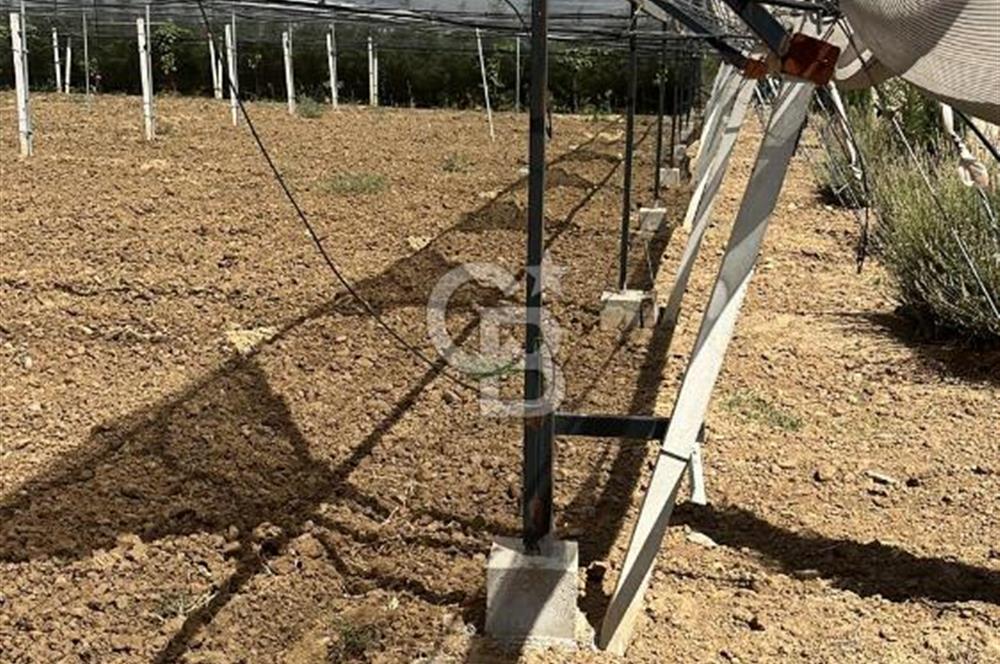 İzmir Kınık - Bergama Yolu Üzeri  Satılık 90.000m2 Kurulu Çiftlik(Meyva üretim)