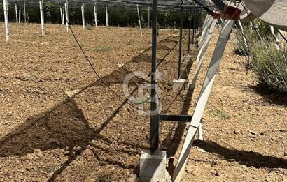 İzmir Kınık - Bergama Yolu Üzeri  Satılık 90.000m2 Kurulu Çiftlik(Meyva üretim)