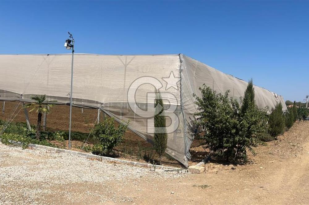 İzmir Kınık - Bergama Yolu Üzeri  Satılık 90.000m2 Kurulu Çiftlik(Meyva üretim)